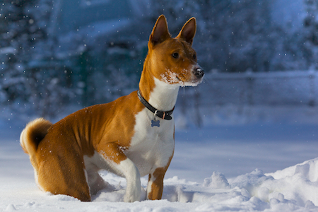 A Basenji in the snow.