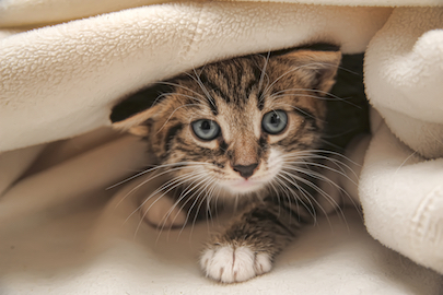 A kitten hides under a blanket.