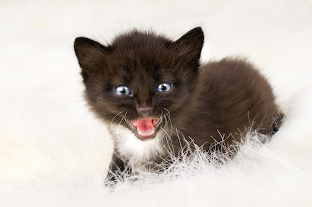 A black kitten meowing.