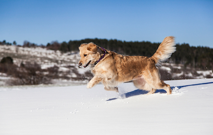 A mixed breed dog runs through the snow.