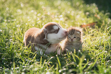 A dog kisses a cat's ear.