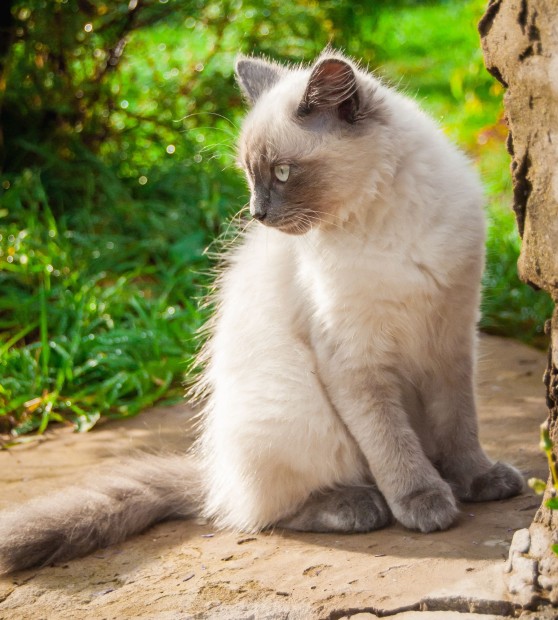 Siamese kitten