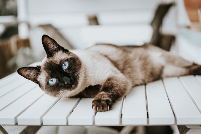 The Intelligence of Siamese Cats: Myth or Reality? - The trainable nature of Siamese cats