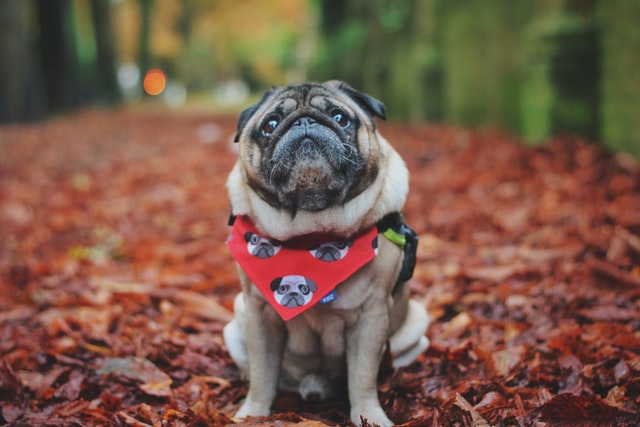 An older pug waits to go on a walk.