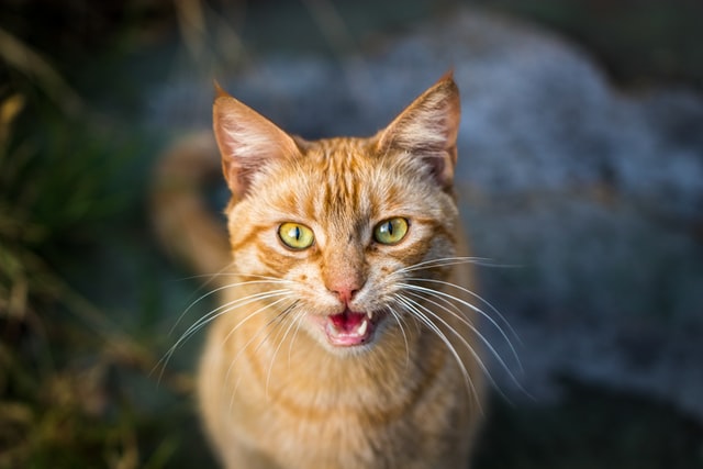 An orange cat meows at the camera.