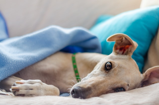 A greyhound cuddles in a bed.