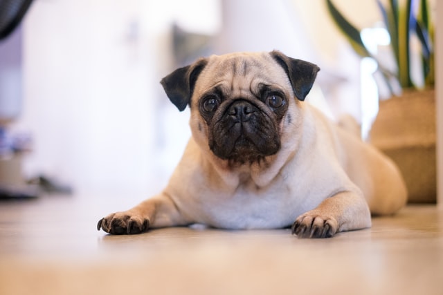 A pug lies on the floor.