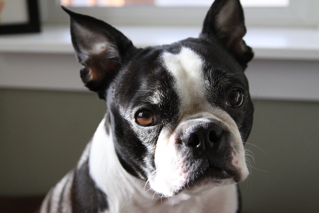 A Boston Terrier looks at the camera.