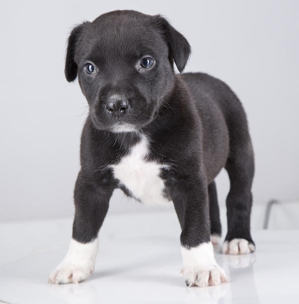 grey pit puppies