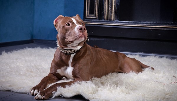 how much do female pitbulls weigh