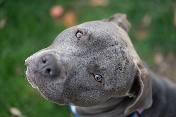 Blue nose pitbull 8 sales months