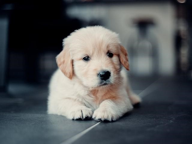 Golden Retriever Puppies: Everything You Need To Know