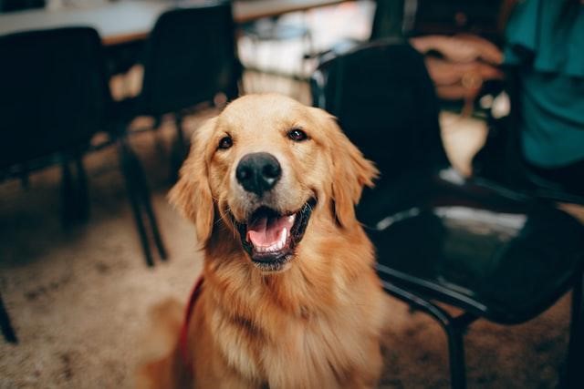 Golden Retriever Weight and Growth Chart