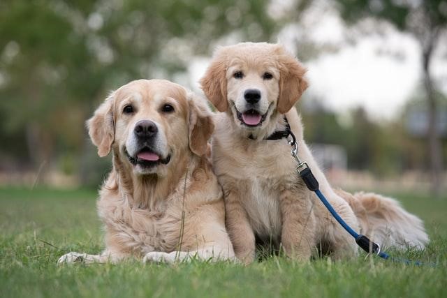 how much should a golden retriever weight