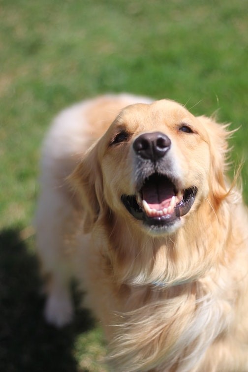 full grown female golden retriever