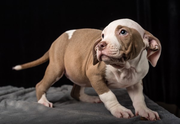 how much do pitbull puppies weigh? 2