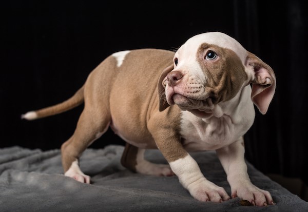 how much does a pitbull puppy weigh? 2