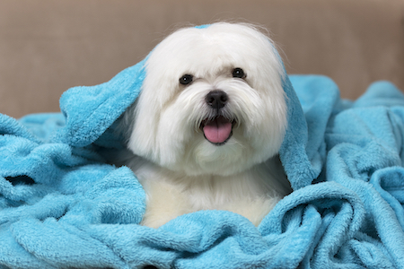 A small breed dog lies under a blanket.