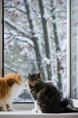 Two cats look out the window at the snow.