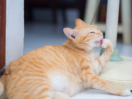 An orange cat licks at its paw.