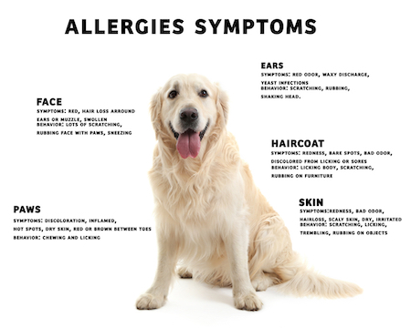 An allergy chart for dogs