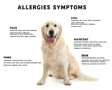 can dog allergies cause cold symptoms