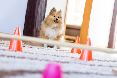 A dog waits to play on an indoor obstacle course.