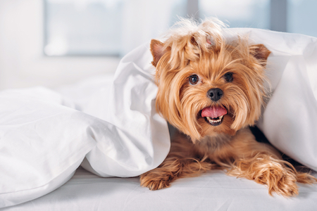 A Yorkie lies under a blanket.