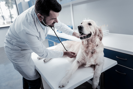 A retriever is examined by a vet.