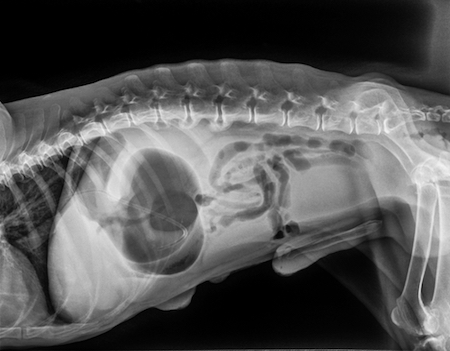 An x-ray of a dog with bloat.