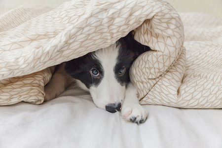 A dog peeks out from underneath a blanket.