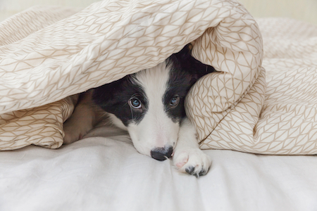 Are Weighted Blankets Good for Dogs with Anxiety? Experts Answer