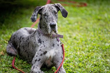 A spotted Great Dane.