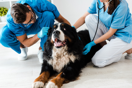 A Bernese Mountain Dog is examined by two vet techs.