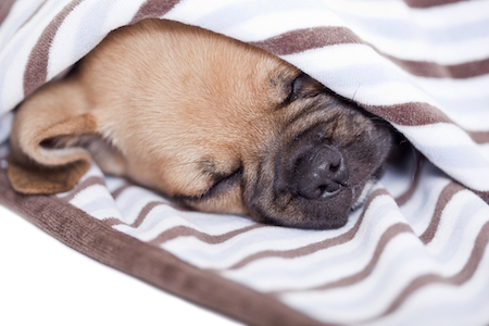 A puggle naps under a blanket.