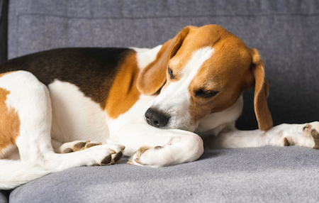 A Beagle itches its skin.