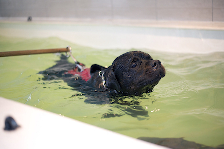 A dog swims in a therapy pool.