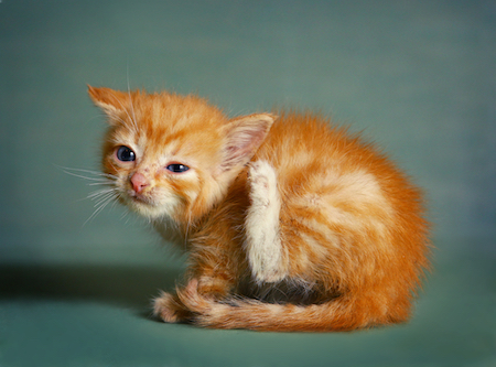 A kitten scratches its ears.