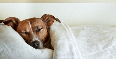 A dog sleeps under a blanket.