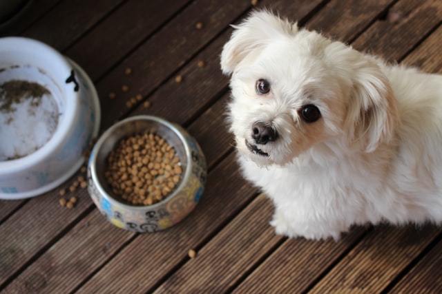 A small white dog looks up from her food bowl.