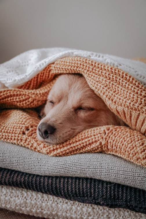 A Retriever sleeps under a blanket.