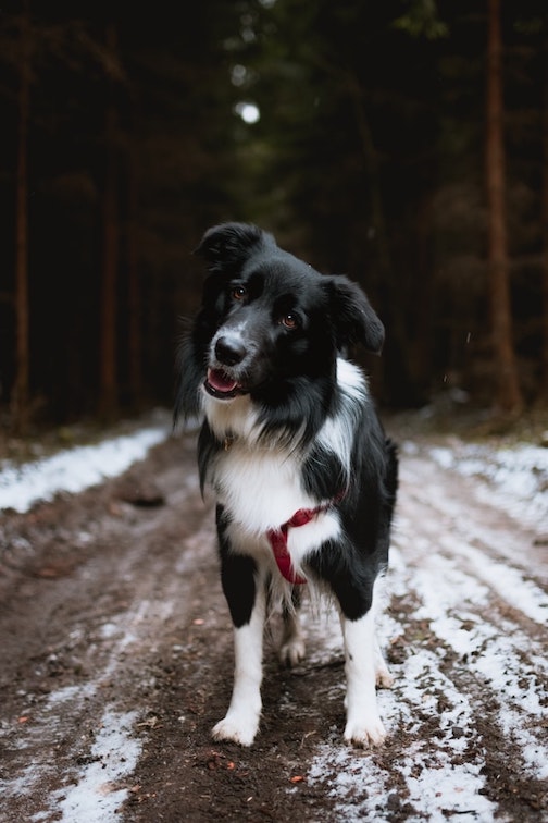 A dog walks outside in winter.