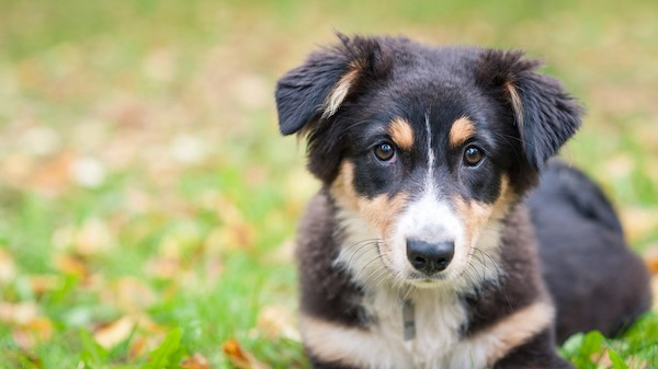 How fast do 2024 australian shepherds grow