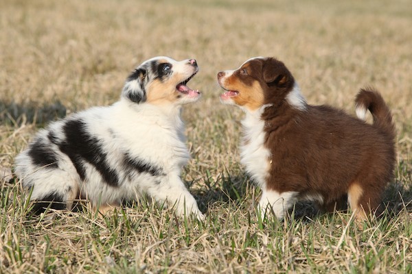 australian shepherd size comparison