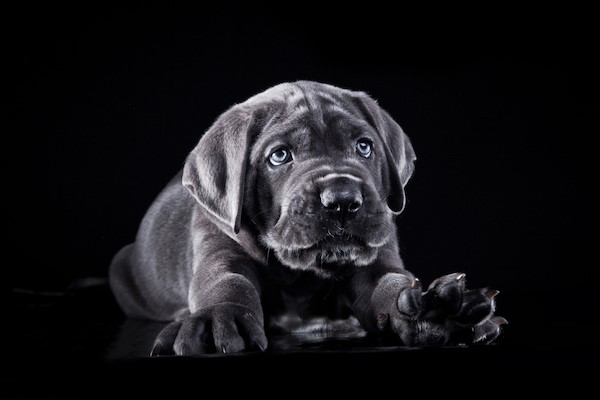 Grown best sale cane corso