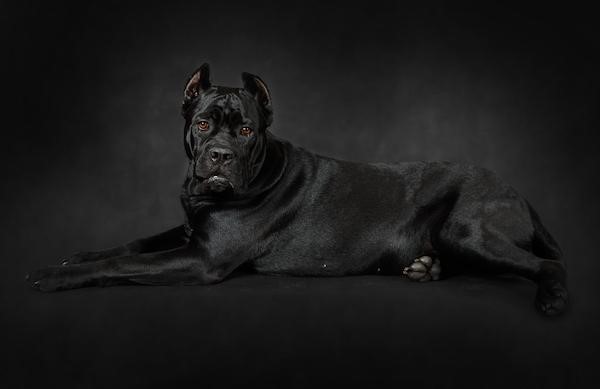 how much does a grown male cane corso weight