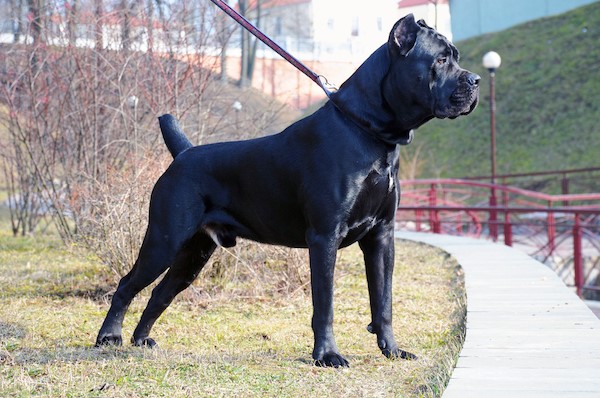 The weight of my Cane Corso female at 3 months is 25 pounds. Is she  underweight? - Quora