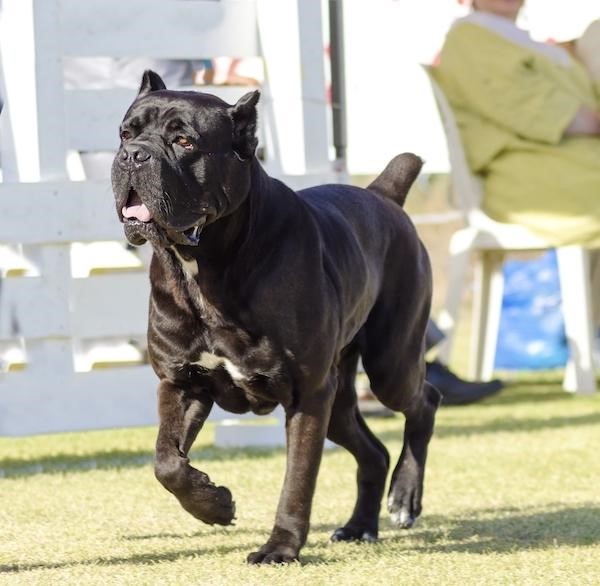 when is a italian mastiff full grown