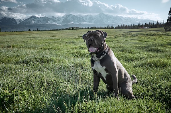 Cane Corso Growth & Weight Chart: Everything You Need To Know