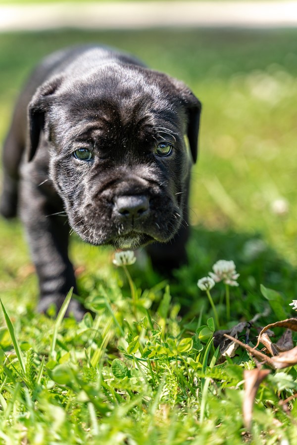 how much does a grown male cane corso weight